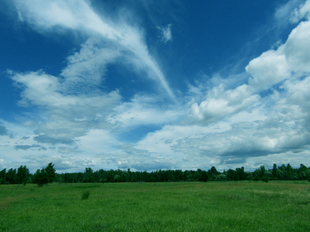 Звичайна галявина 