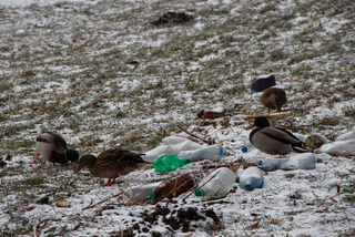 Екологічний дисонанс
