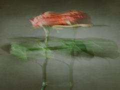 Танцююча квітка