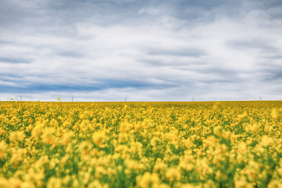 Ріпаковий горизонт