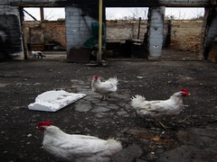 Після окупації