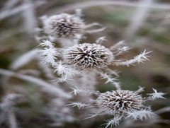 Сон зимової природи