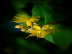 Літня ніжність