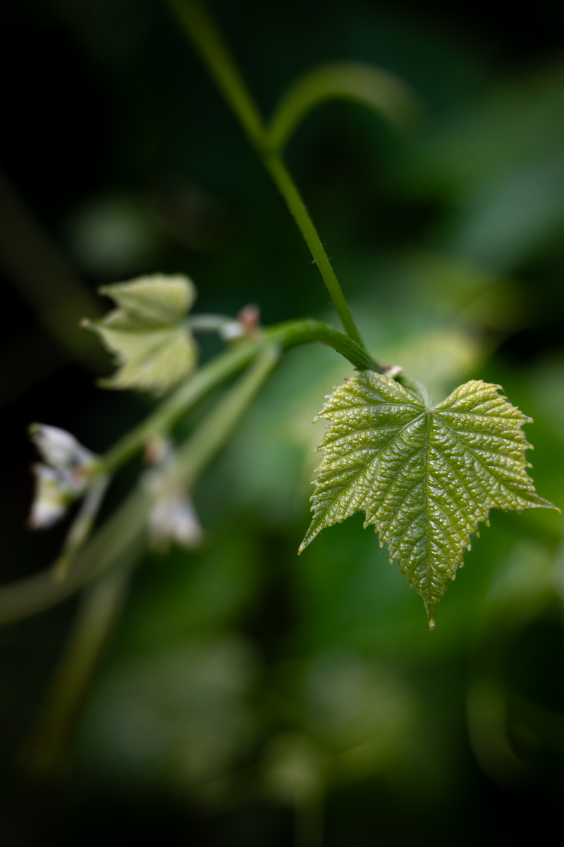 Зелене пробудження