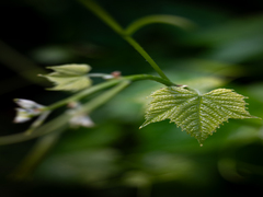 Зелене пробудження