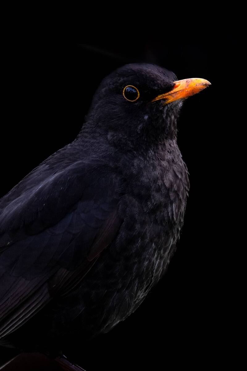 Дрізд чорний