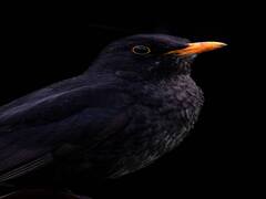 Дрізд чорний