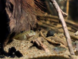 Азовський бичок