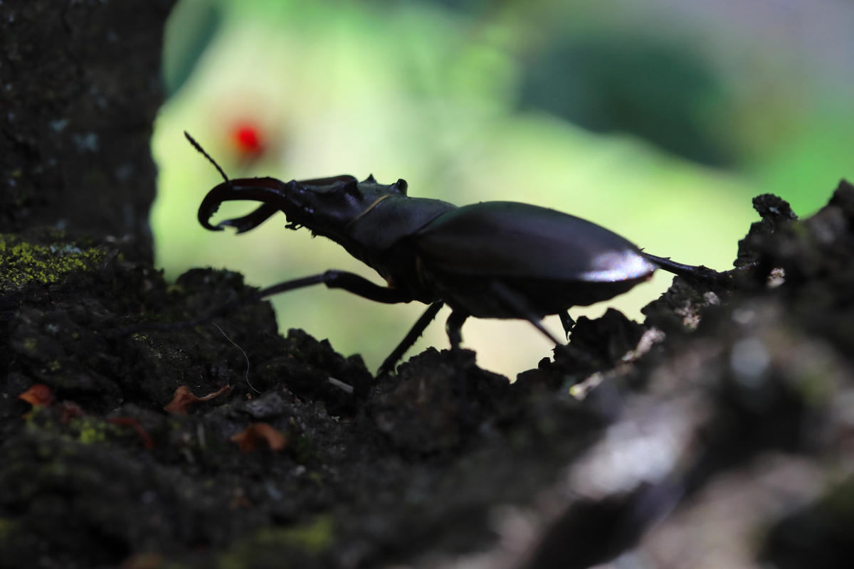 Жук виходить зі сховища