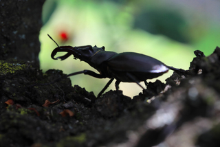 Жук виходить зі сховища