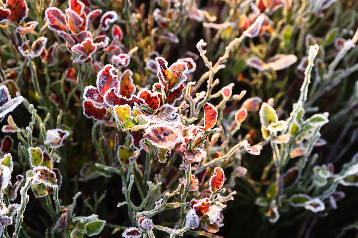 Осіння палітра