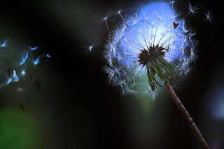 Свіжий подих