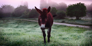 Сумний віслючок