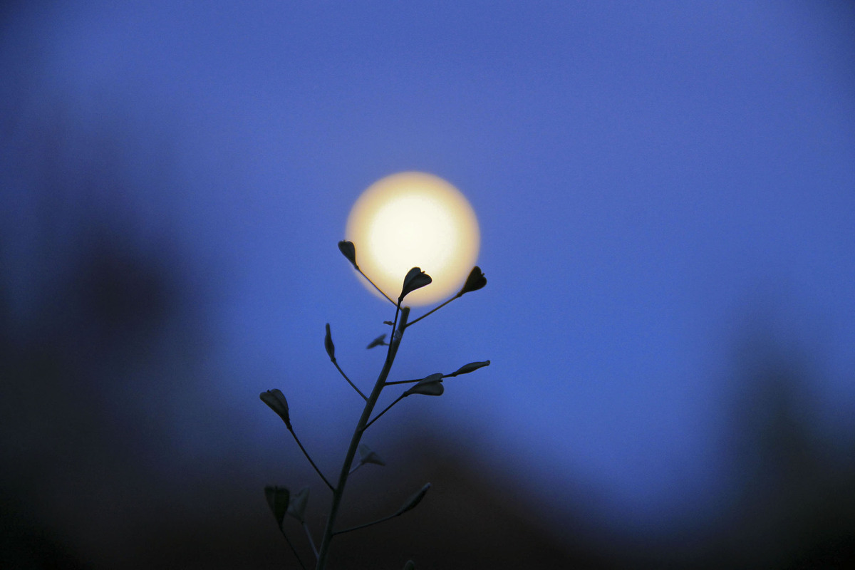 Нічне світило