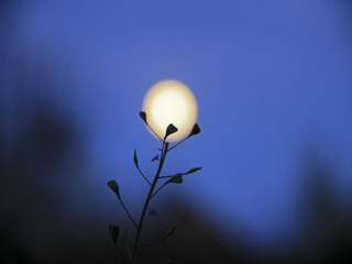 Нічне світило