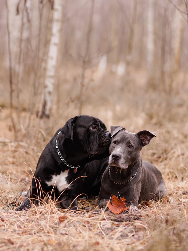 Кленовий лист