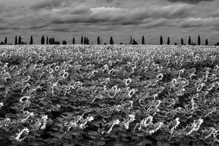 Соняшникові моря Слобожанщини