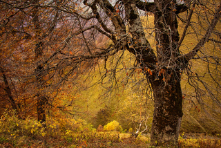 Осінь на перевалі Абано