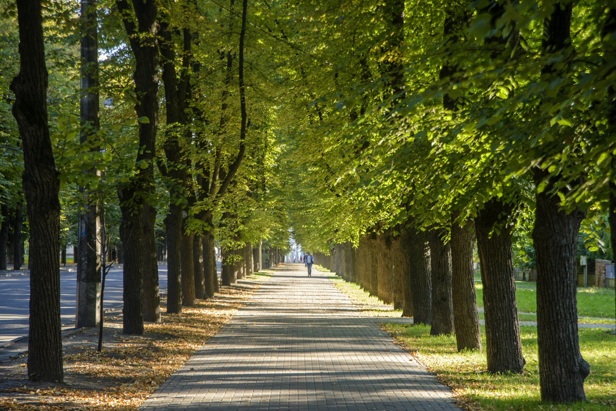 Липова алея