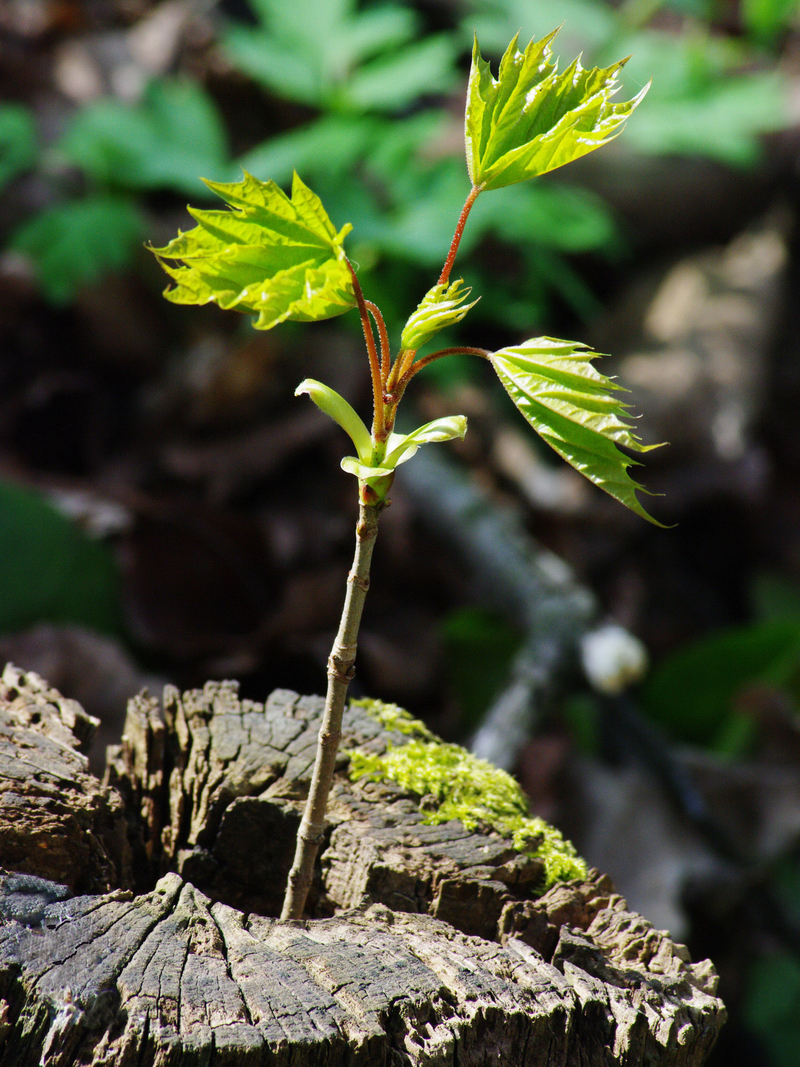 Друге життя.
