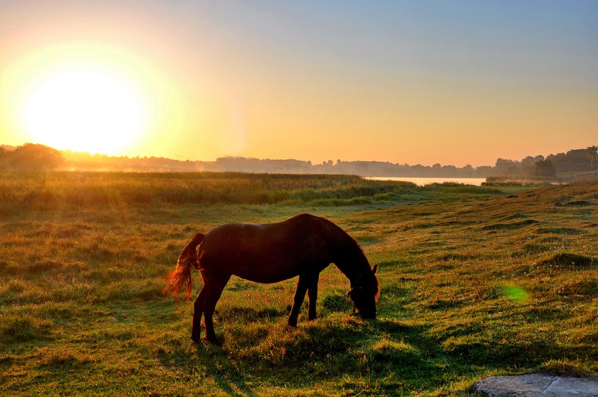 На світанку...