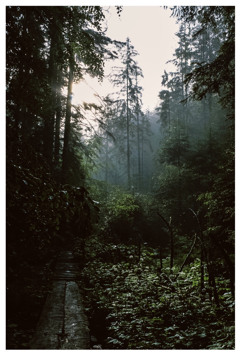 Незнайомний шлях в ліс