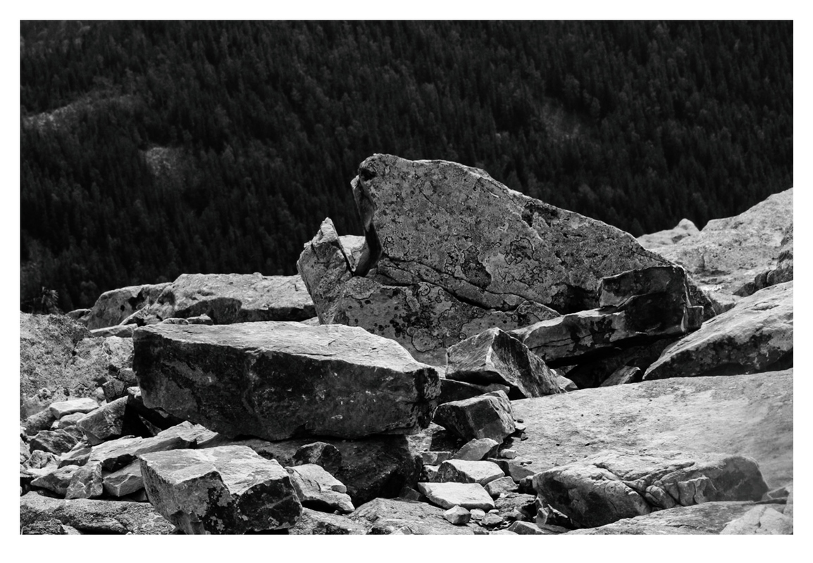 Залишки ведмедя