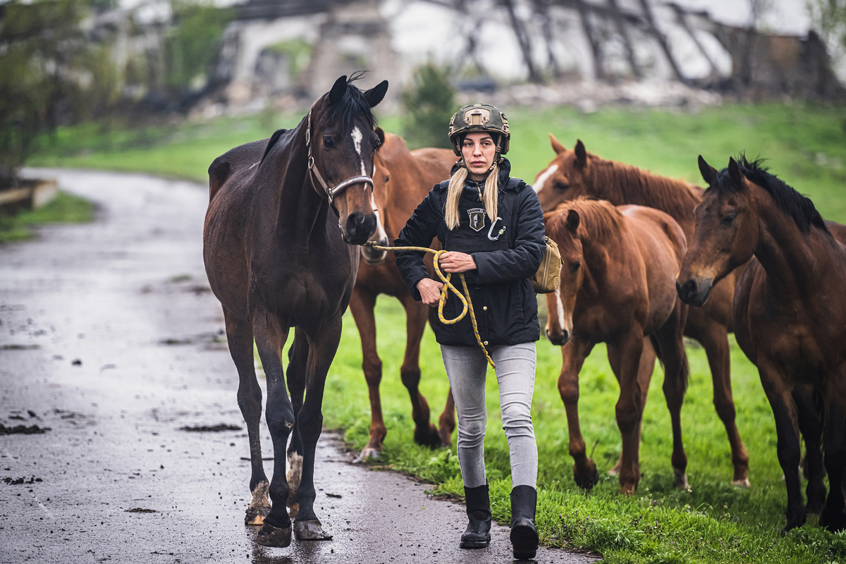 Евакуація коней з ферми в Ласточкине