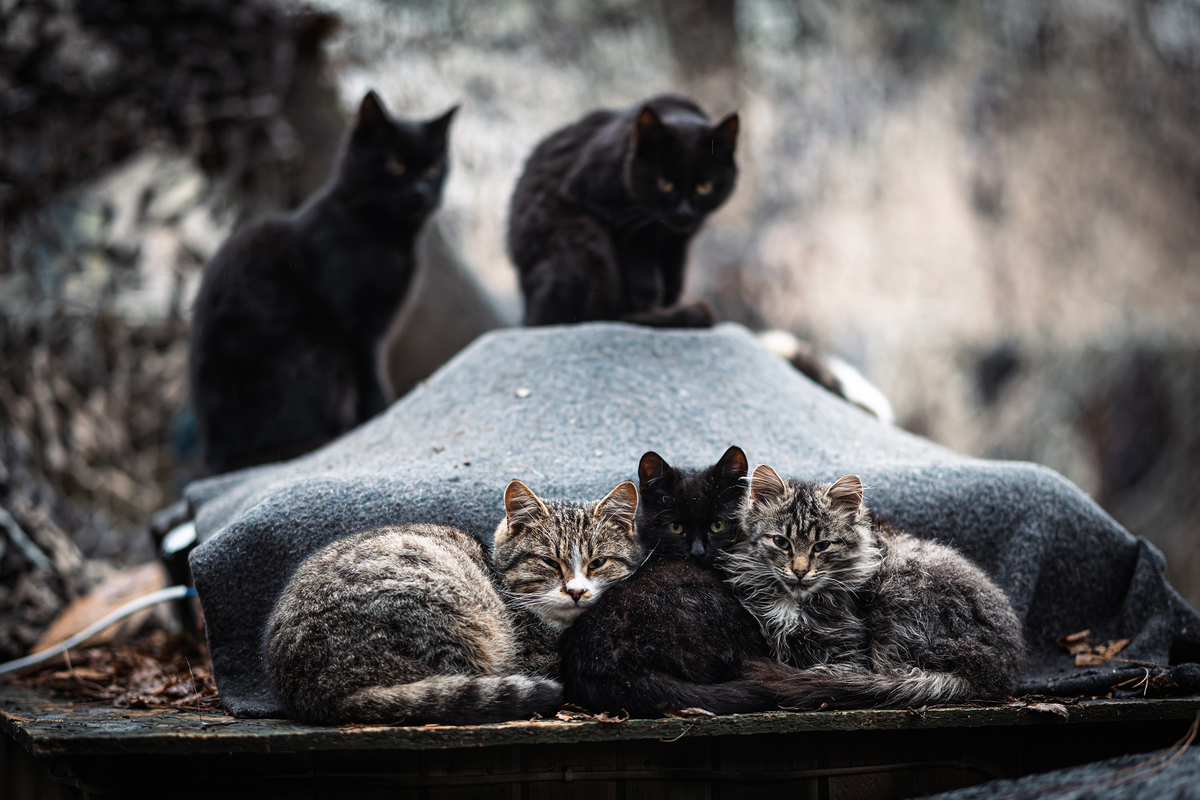 Коти гріються на баку в літньому душі