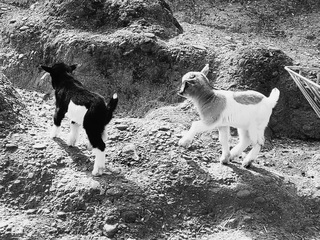 Маленькі дослідники