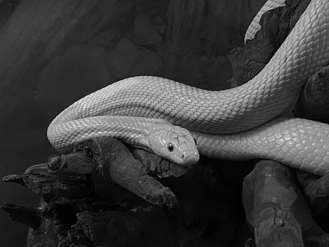 Тиша в зміїному світі