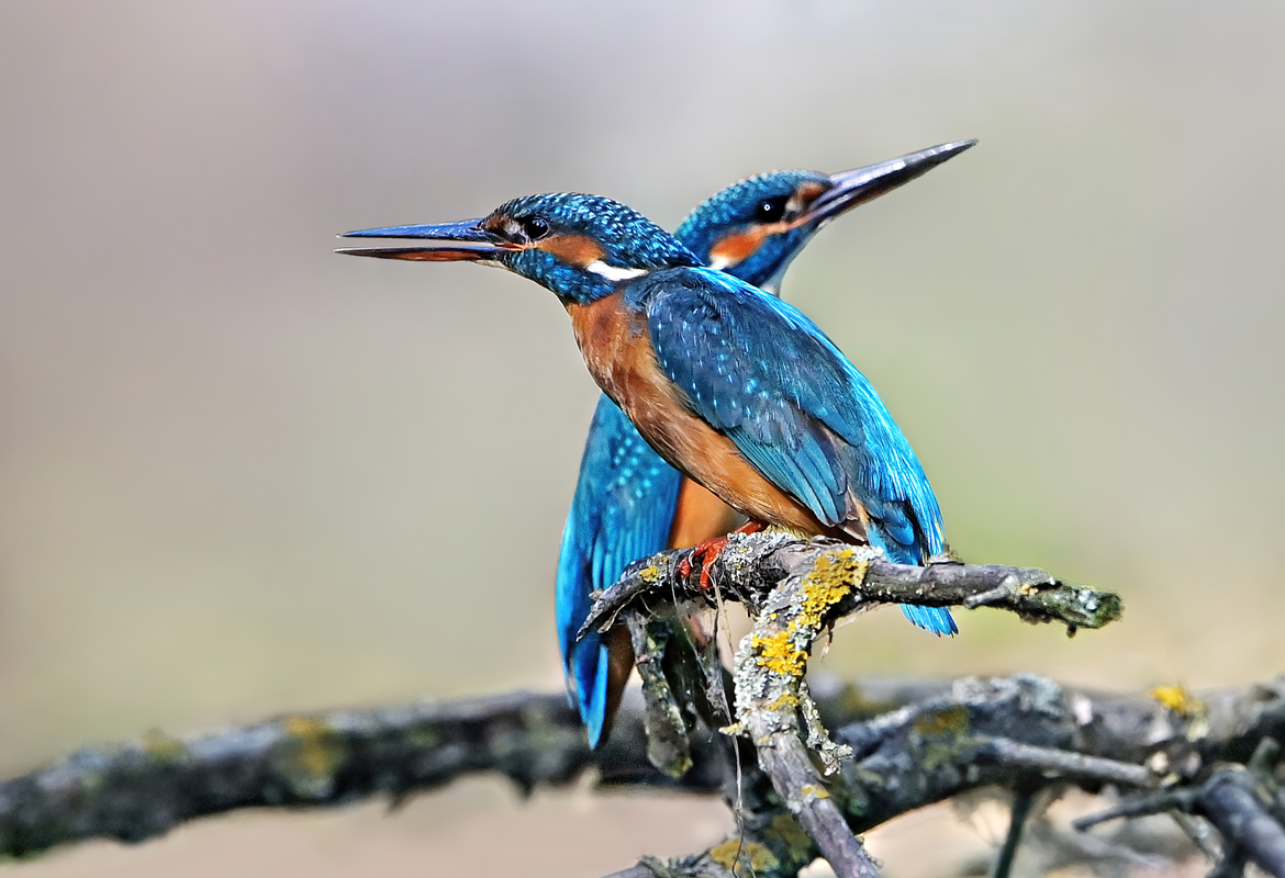 Гармонія у профіль