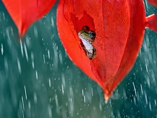 Чарівний захист від дощу