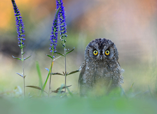 Під покровом чарівного лісу