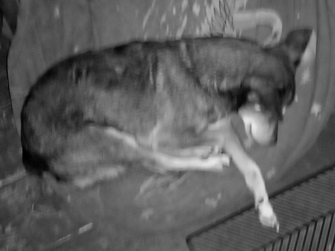 Спляча красуня