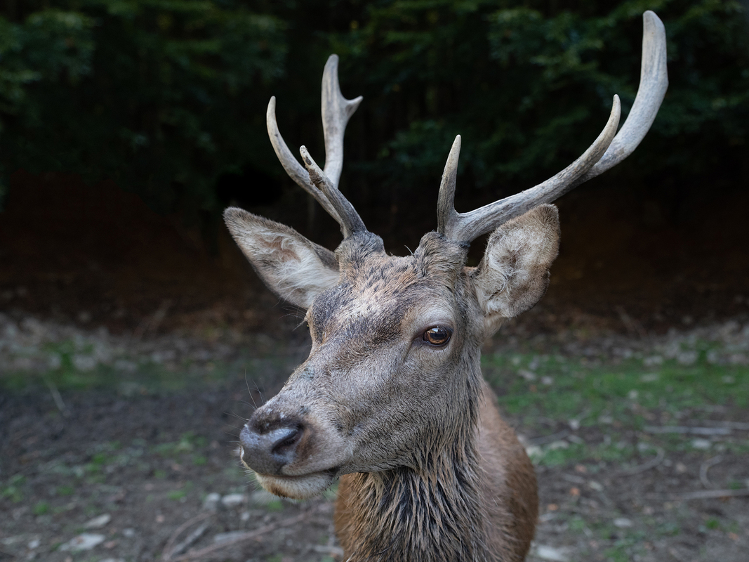 Лісовий красень