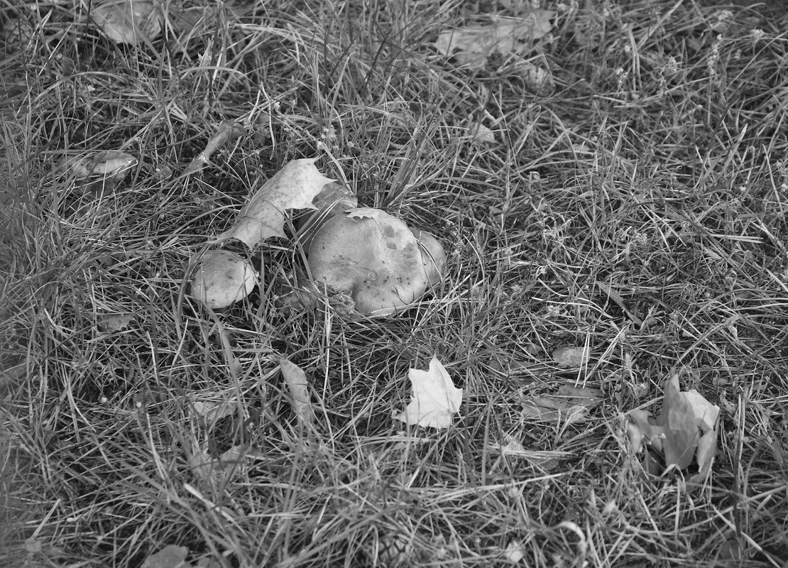 ОСТАННІЙ ГРИБ