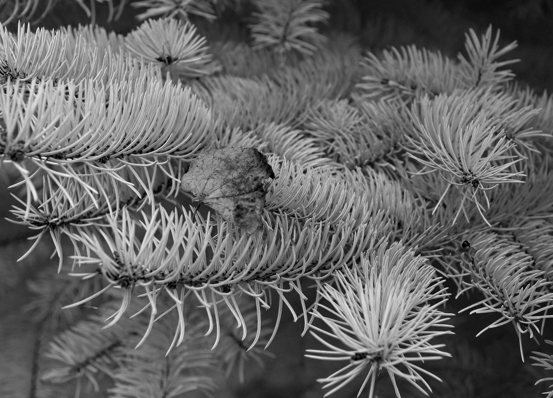 ОСІННІЙ ЛІСТ