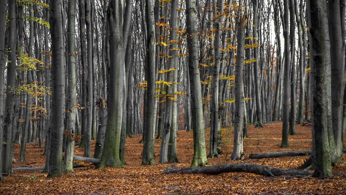 РЈ Р±СѓРєРѕРІРѕРјСѓ Р»С–СЃС– - 2