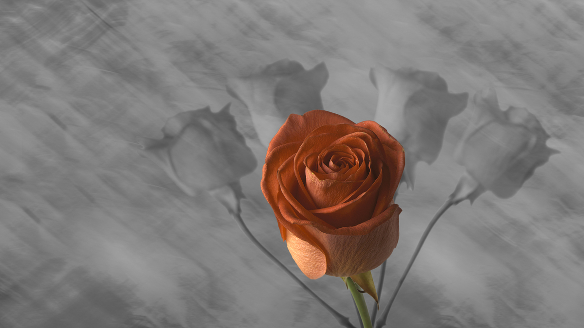 Трояндова фантазія