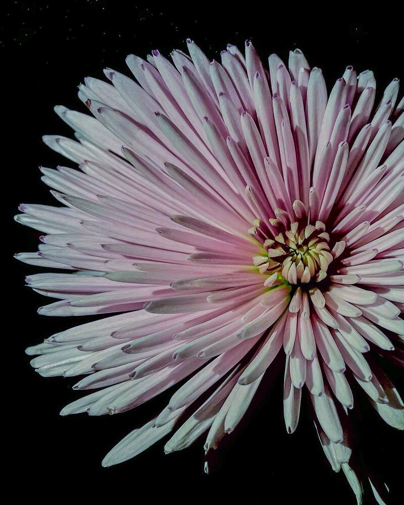 Дива природи