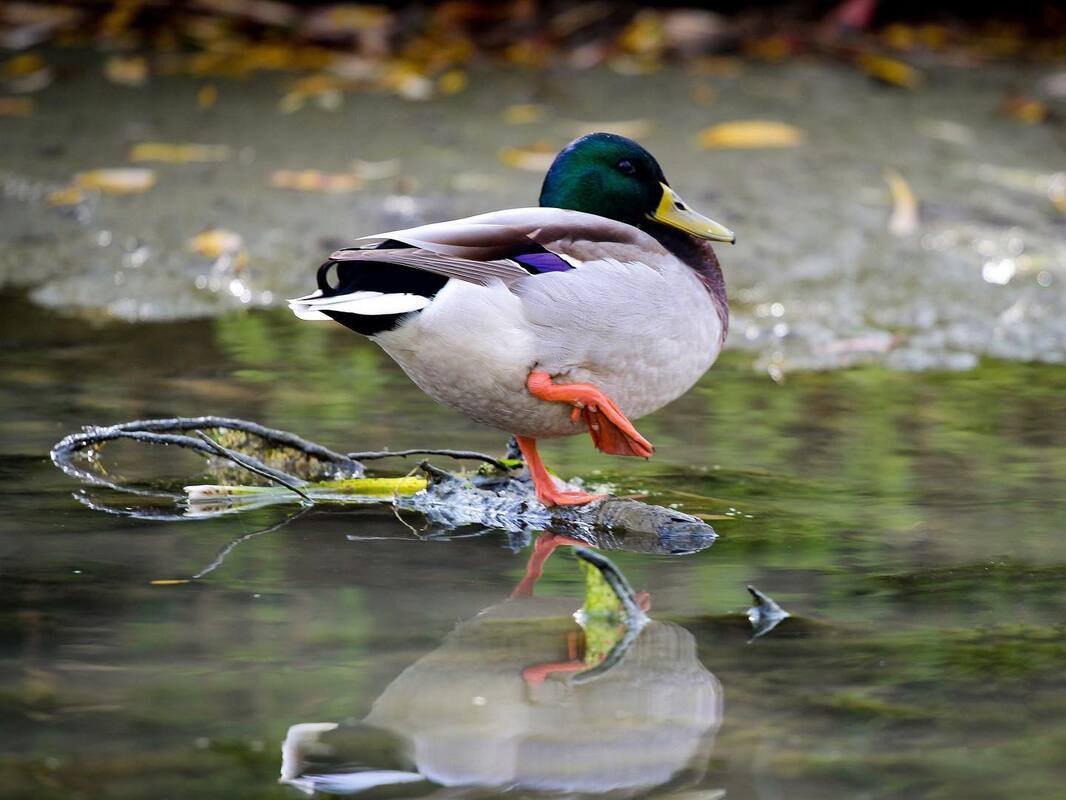 Краса природи
