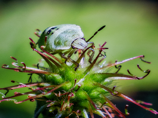 Звичайний клоп
