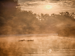 Качиний ранок