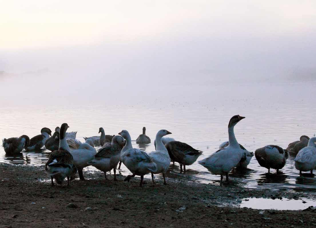 Ранок в селі