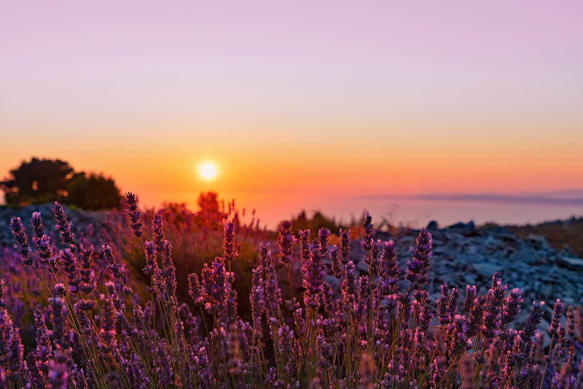 Лавандовий світанок