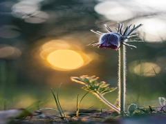 Одинак і сонце