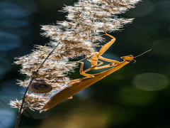 Перепочинок