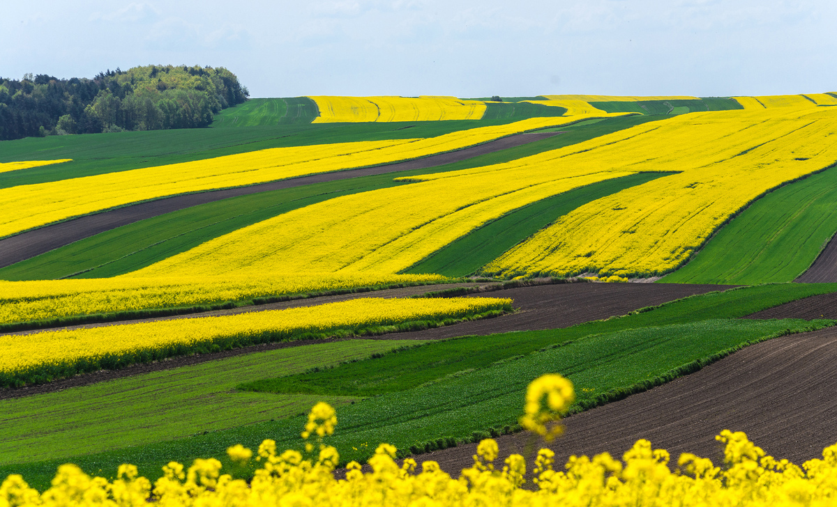 Клаптева ковдра