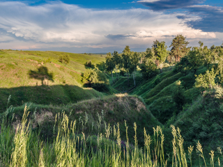 Троє під деревом